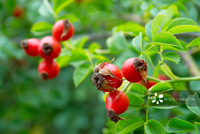 红色的臀部与叶子，近距离的红色浆果生长在植物上图片素材