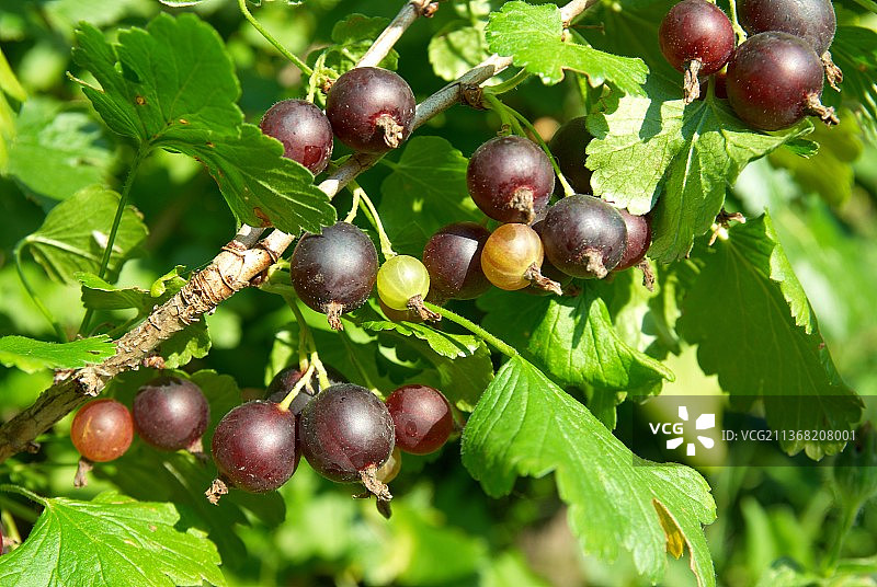 灌木黑醋栗，近距离的水果生长在树上图片素材