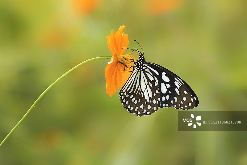 蓝虎，蝴蝶在花上授粉的特写，古吉拉特邦，印度图片素材