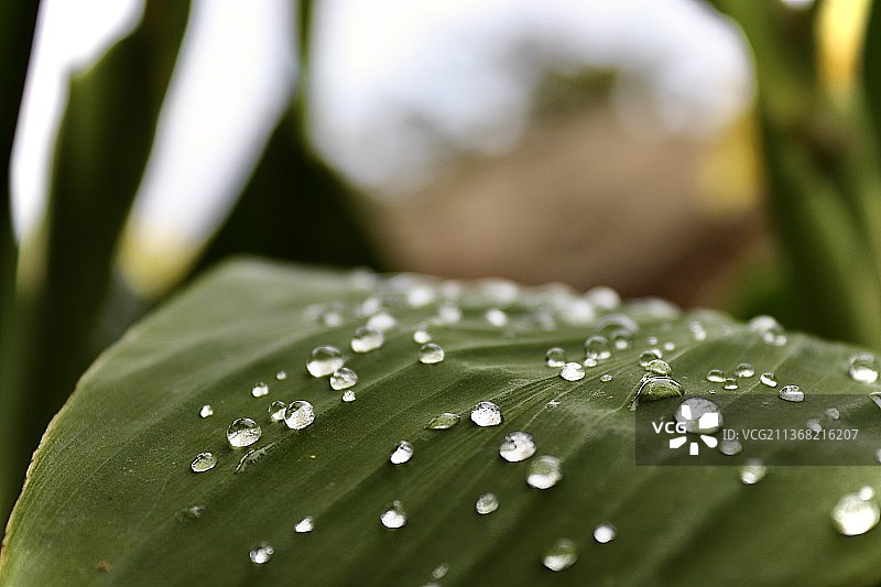 雨后，树叶上雨滴的特写，密苏里州，美国图片素材