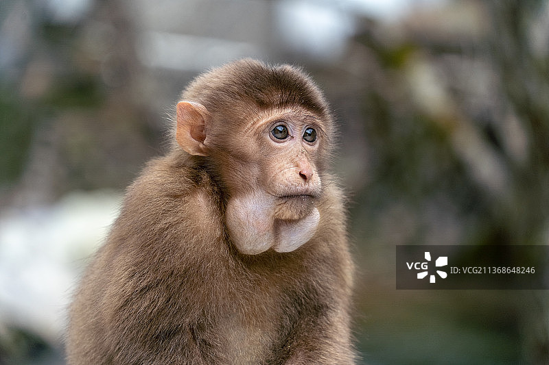 武夷山国家公园 猕猴 小猴图片素材
