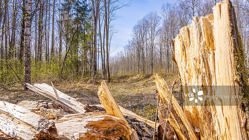 俄罗斯，天空衬托下森林中的树木的全景镜头图片素材