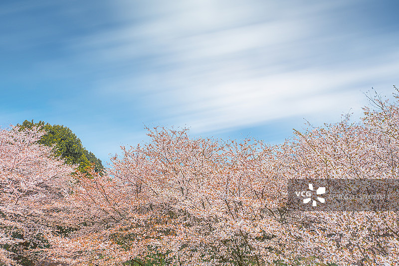 长时间曝光的天空下一片樱花树图片素材