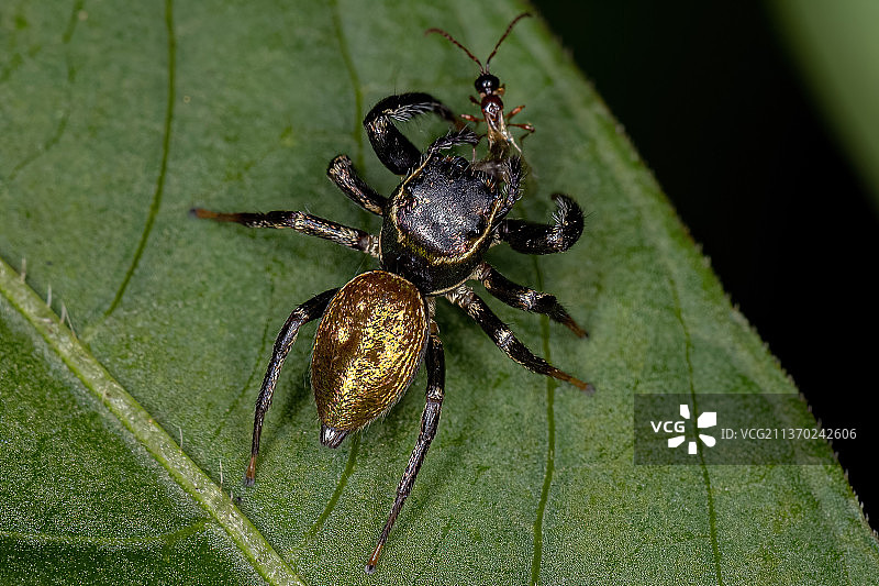 小跳蛛，叶子上的蜘蛛的特写图片素材