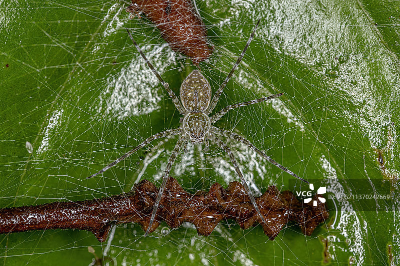 成年雌性苗圃网蜘蛛，蜘蛛在网上的特写图片素材
