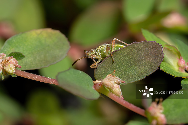 无气味的植物虫若虫，昆虫在叶子上的特写图片素材