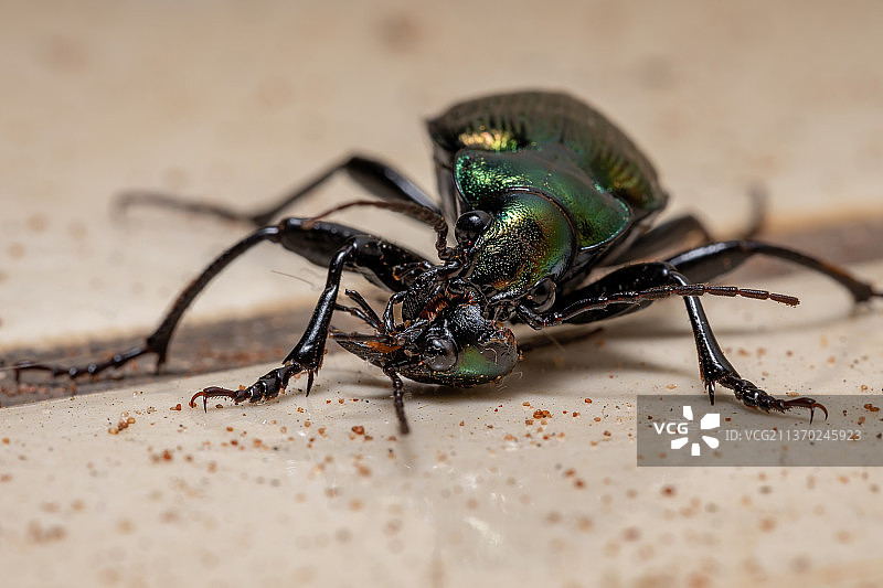 成年毛毛虫猎人甲虫，蜘蛛的特写镜头图片素材