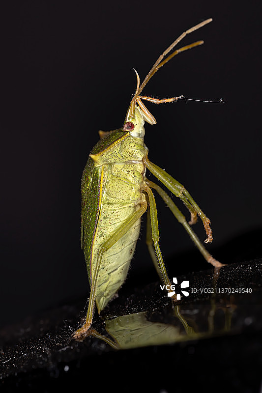 绿色臭虫，昆虫在黑色背景下的叶子特写图片素材