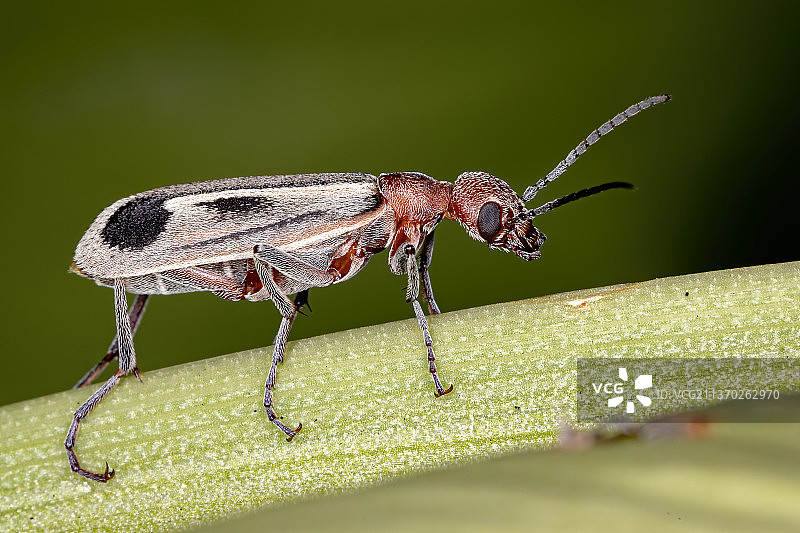 燃烧的水泡甲虫，昆虫在叶子上的特写镜头，巴西图片素材