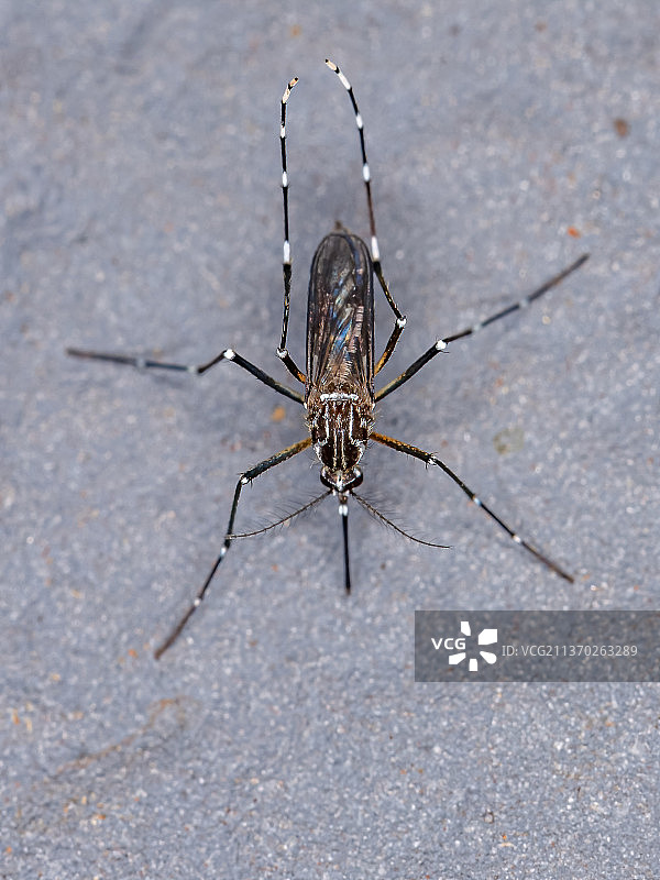 成年黄热病蚊子，高角度看蜘蛛在路上图片素材