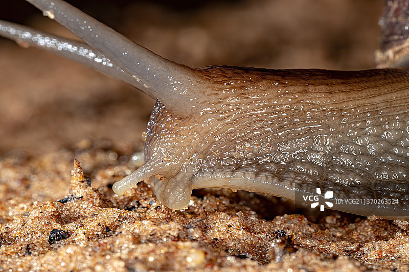 非洲巨型蜗牛，沙滩上贝壳的特写图片素材