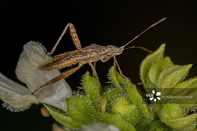 成虫，近距离昆虫对黑色背景植物图片素材