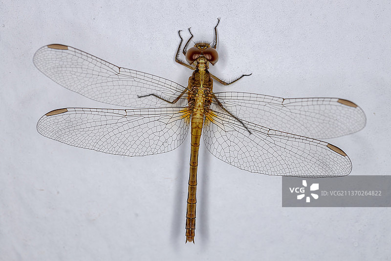 成虫蜻蜓，近镜头蜻蜓在白色的背景图片素材