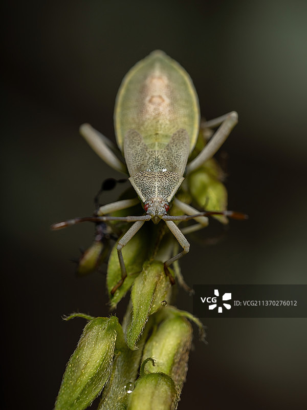 叶足虫若虫，植物上昆虫的特写图片素材