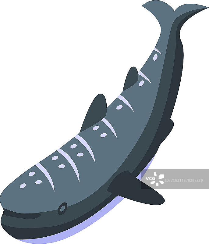 海鲸鲨的图标等距海洋鱼类图片素材