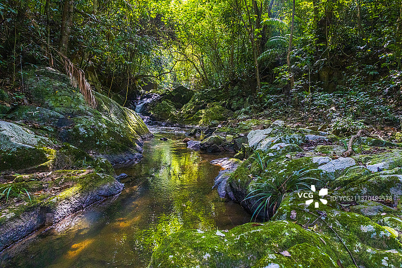雨林谧境图片素材