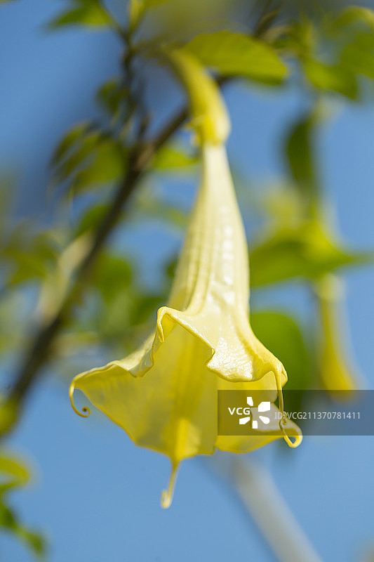 春天阳光下的木本曼陀罗花，春分节气背景虚化图片素材