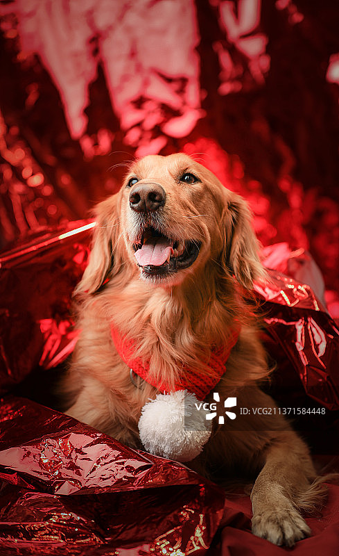 红色背景新年春节元宵节节日气氛宠物狗金毛巡回犬肖像照图片素材