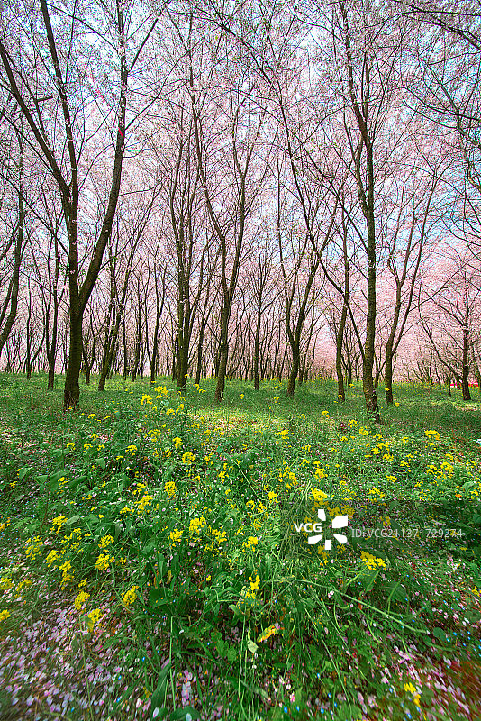 春天里草坪上的樱花树图片素材
