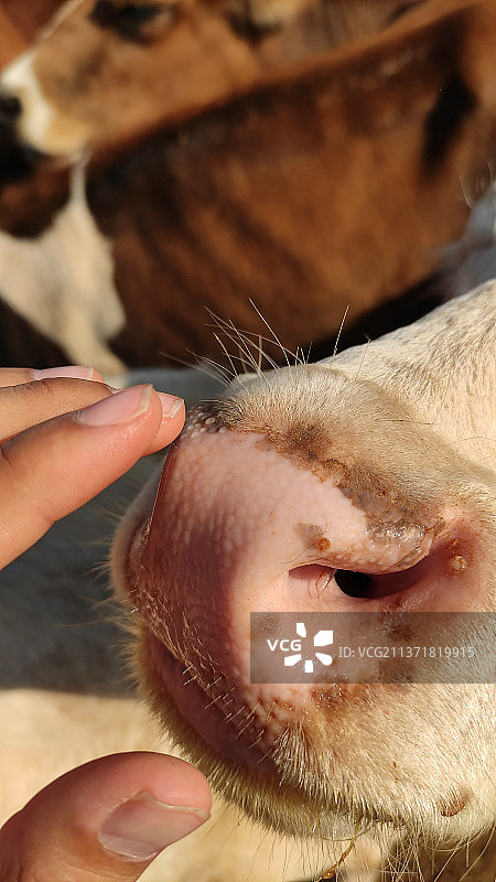 牛，剪短的手触摸着牛的鼻子图片素材