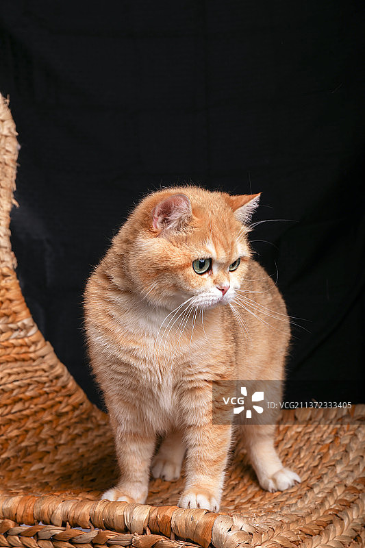 室内拍摄黑色背景金渐层猫幼猫可爱小猫橘猫大橘图片素材