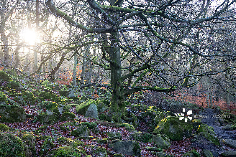 帕德利峡谷，生长在森林中的树木，英国，英国图片素材