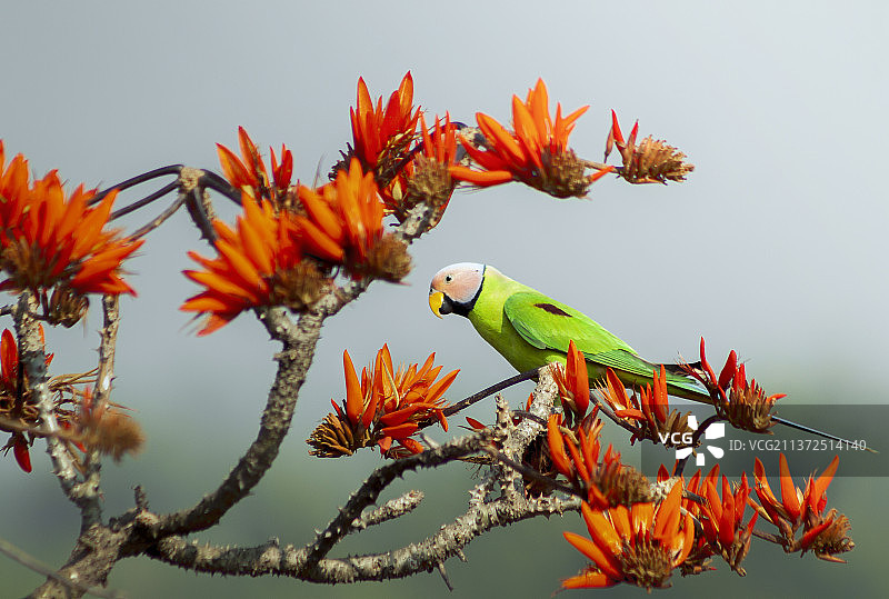 红胸长尾小鹦鹉，低角度视角的长尾小鹦鹉栖息在树上对抗天空图片素材