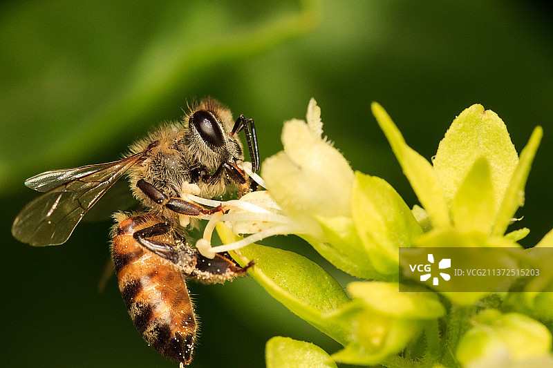 蜜蜂，蜜蜂在花上授粉的特写镜头图片素材