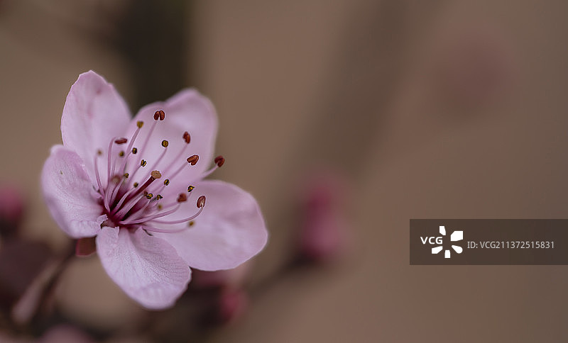 樱桃树，粉红色樱花的特写，荷兰卡滕迪克图片素材