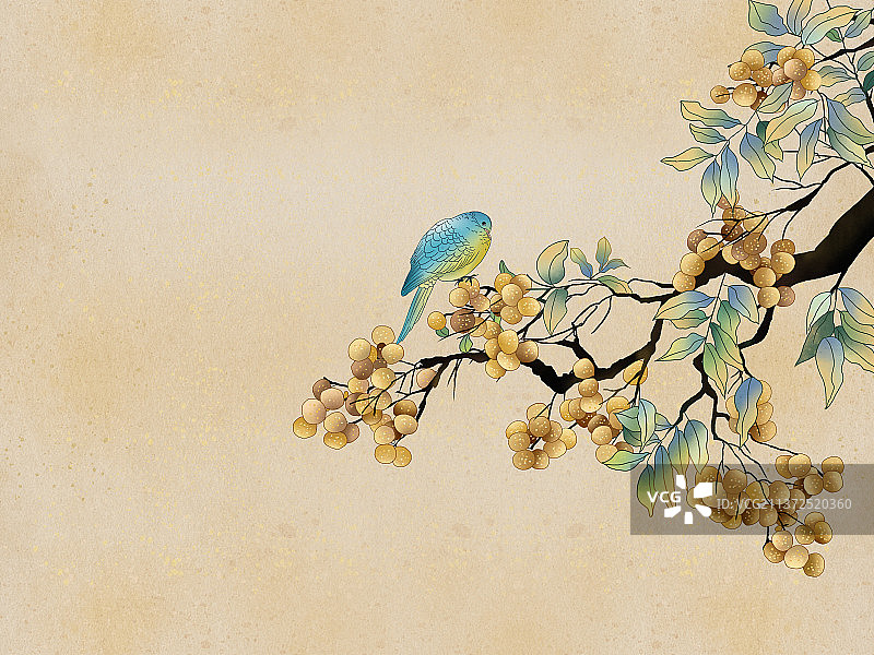 中国风水墨画龙眼树上挂满了龙眼图片素材