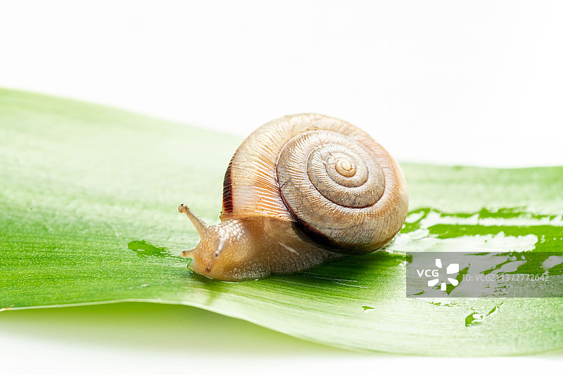 软体动物蜗牛特写白色背景图片素材