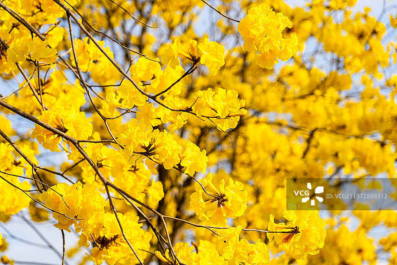 盛开的黄花风铃木图片素材
