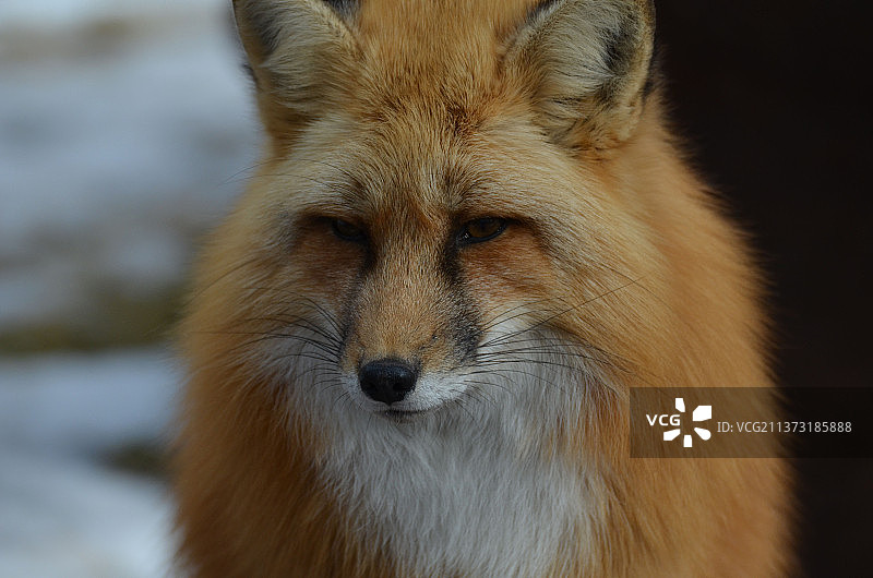 甜美的红狐脸，红狐特写图片素材