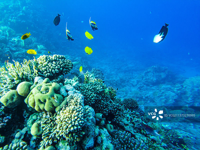 大堡礁的红海珊瑚特写图片素材