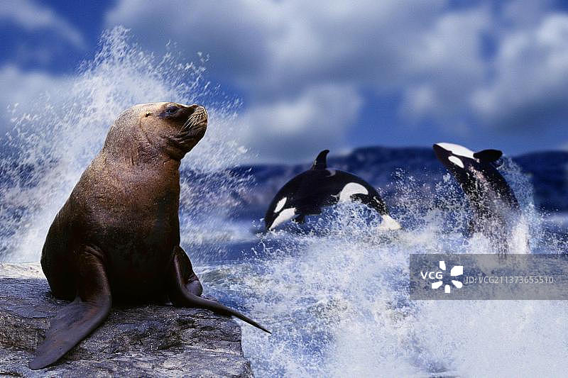 南美海狮(Otaria byronia)和跳跃逆戟鲸(Orcinus orca)， maeugetiere，哺乳动物，maeuhnenrobbe，动物，Raubtiere，猛兽，罗本，海豹，Wale，鲸鱼，aussen，户外，坐着，坐着，动作，跳跃，成年，drei, 3, Paar，对，zwei, 2，Lebensfreude，生活的快乐，Querformat，水平的]图片素材