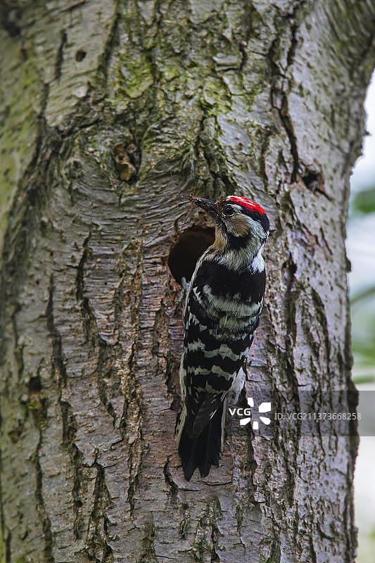 小斑点啄木鸟(小木啄木鸟)(小树啄木鸟)雄性，在树巢洞中为雏鸟带来昆虫图片素材