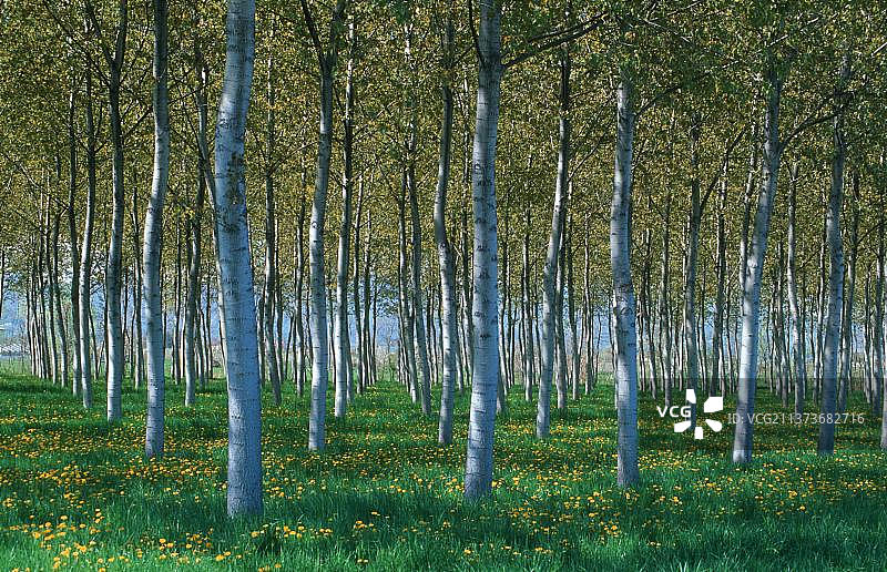 杨树林，名词，意大利，欧洲图片素材