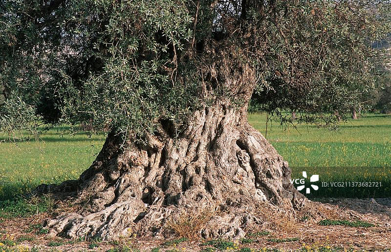 老橄榄树，橄榄树，克罗地亚，欧洲图片素材