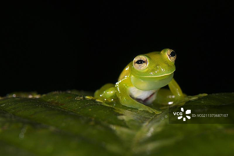 Santa Cecilia Cochran's frog (Cochranella midas)，成年雄性，带着充气的声囊鸣叫，坐在树叶上，秘鲁，亚马逊，马德雷迪奥斯，Los Amigos生物站图片素材