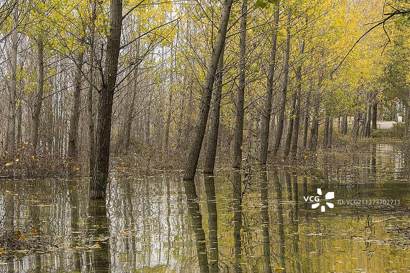 水淹杨树(Populus sp.)人工林在湖边，杜伊拉尼湖，在马其顿共和国边界，马其顿，希腊，欧洲图片素材