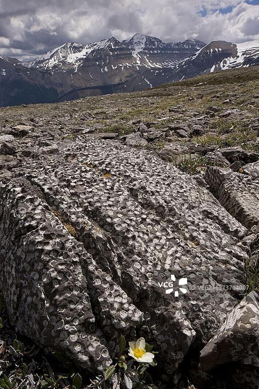 化石珊瑚在山上岩石，帕克岭，班夫n.p.洛基山脉，阿尔伯塔，加拿大，北美图片素材