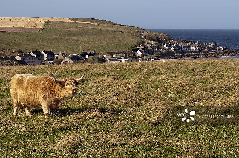 苏格兰高地牛，桑德，苏格兰，大不列颠图片素材