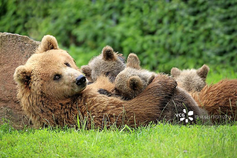 欧洲棕熊，母熊和幼熊图片素材
