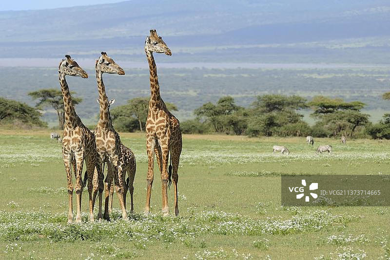 坦桑尼亚的塞伦盖蒂，马赛长颈鹿(成年和幼年长颈鹿)站在大草原上，背景是斑马图片素材