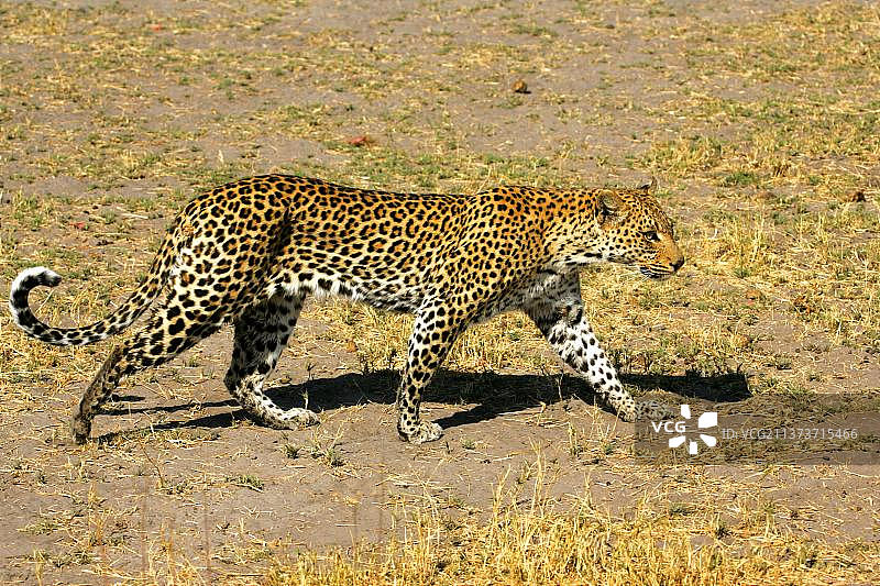 非洲豹生态位豹(Panthera pardus)，捕食者，哺乳动物，动物，豹子在白天行走，奥卡万戈三角洲，博茨瓦纳，非洲图片素材