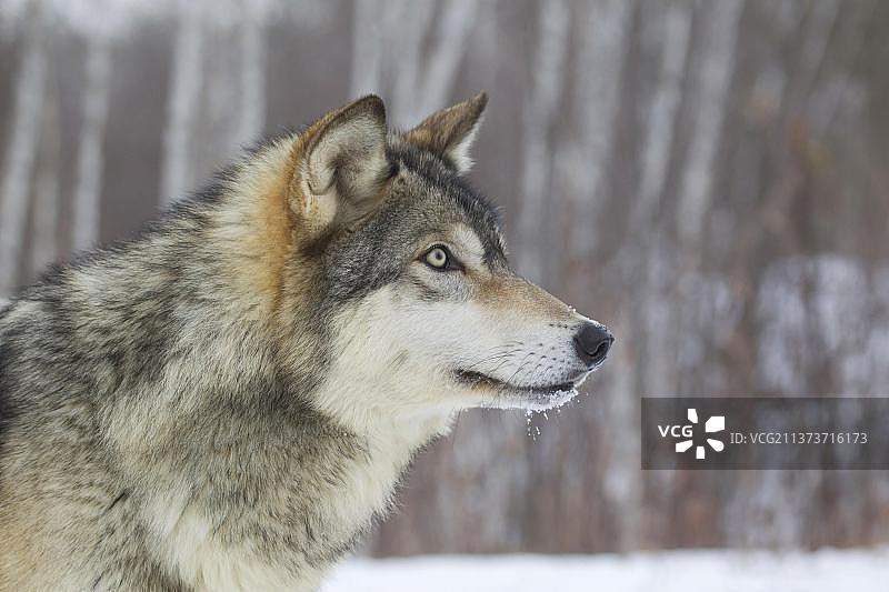 狼，灰狼(Canis lupus)，狗一样，捕食者，哺乳动物，动物，成年灰狼，头部特写，在雪中，明尼苏达州，美国一月(圈养)图片素材