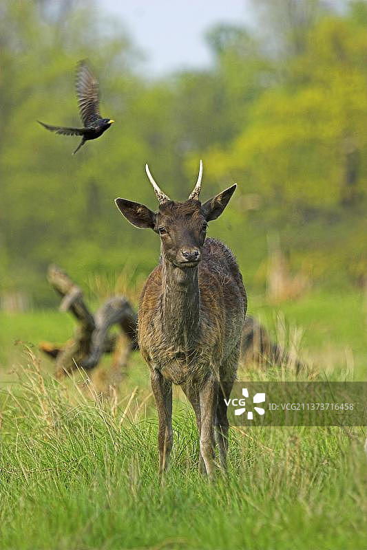 年轻雄鹿，飞行中有普通椋鸟(寻常椋鸟)，萨里，英格兰，英国，欧洲图片素材