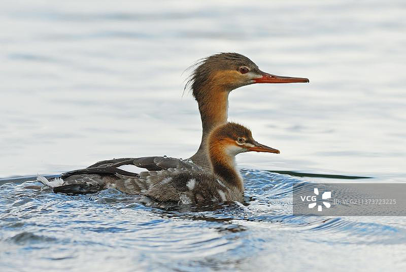 瑞典中部，伯格斯拉根，马林斯博-克洛滕自然保护区，朗瓦内特湖，红胸Mergus serrator成年雌Mergus serrator带着小鸭子在湖中游泳图片素材