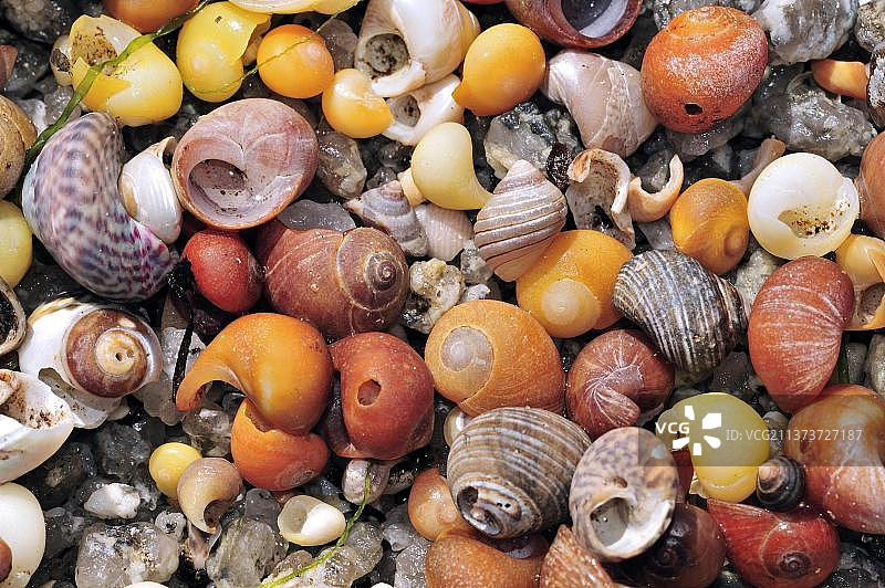法国，欧洲，布列塔尼海滩上的海蜗牛壳图片素材