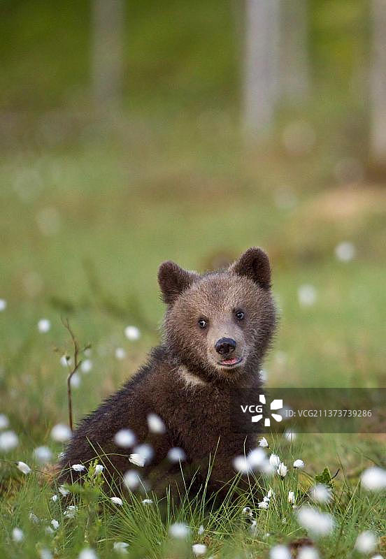 欧洲棕熊(Ursus arctos arctos)，欧洲棕熊，熊，棕熊，捕食者，哺乳动物，动物，欧洲棕熊幼崽，坐在针叶林的棉花草中，芬兰图片素材